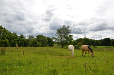 Fototapeta premium horses in pasture 