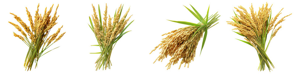 Bundles of golden rice stalks cereal grain a staple crop for food agriculture showing gluten grass and field plants together.