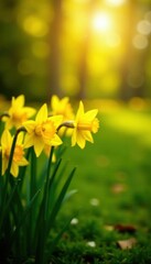 Bright yellow daffodils line a sun-kissed meadow, yellow, natural beauty, field
