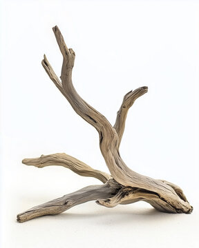 Natural dried driftwood branch isolated on white background
