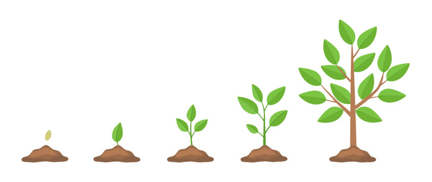Tree growth stages from seed. Infographics life cycle of a tree from seed to big plant. Colored hand drawn vector illustration. Editable EPS 10 template.