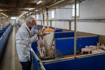 Veterinarian checking piglets in barn