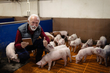 Farmer interacting with piglets in pigpen on farm