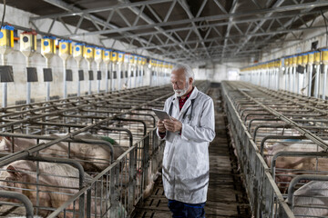Veterinarian with tablet checking pigs in barn