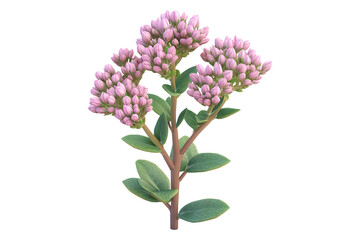 Obraz premium 3D illustration of a sedums flower isolated on transparent background