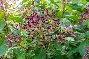 Fuchsia paniculata Dolden mit blauen Beeren und pink lila Blüten im Sommer