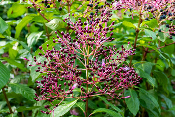 Fuchsia paniculata Dolden mit blauen Beeren und pink lila Blüten im Sommer