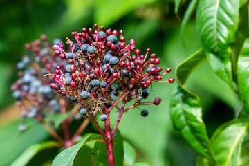 Fuchsia paniculata Dolden mit blauen Beeren und pink lila Blüten im Sommer