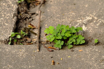 Wood Sorrel (Oxalis acetosella) Growing Between Pavement Slabs