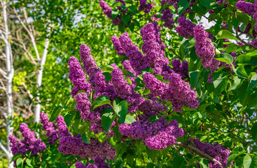 A Lilac bush with pinkish purple flowers blooming in a garden at Springtime.
