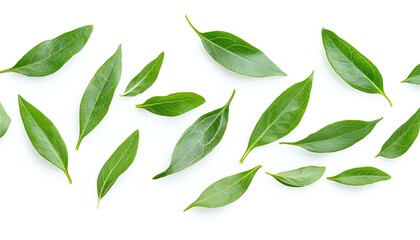 Fototapeta premium Green leaves pattern for white background.
