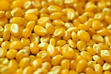 Dry corn grain. Popcorn kernels in close-up. Food texture