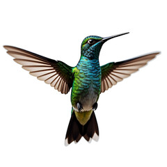 Fototapeta premium Vibrant hummingbird in mid-flight with outstretched wings on transparent background