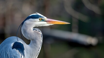 Obraz premium Close-Up of a Heron’s Intricate Features Highlighting Its Pointed Beak