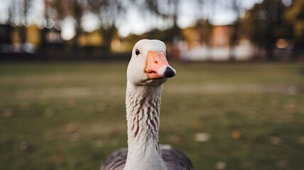Fototapeta premium Close-Up of a Goose’s Face Highlighting Its Orange Beak