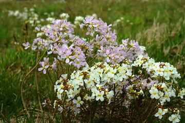 Blooming Cuckooflower (Cardamine pratensis) in a Spring Meadow