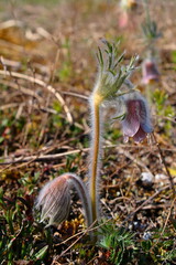 Hairy Pasque Flower Bud (Pulsatilla) in Early Spring