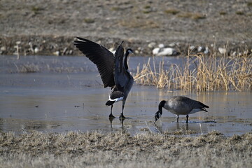 Canada geese, beak, feathers