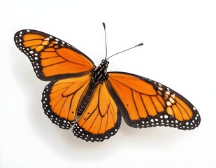 Naklejka premium butterfly on a white background