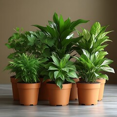 Obraz premium Assorted houseplants in terracotta pots on light wood surface