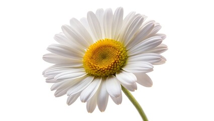 Fototapeta premium daisy isolated on white background