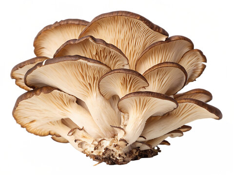 maitake mushroom  grifola frondosa healing fungus isolated on white background,. PNG.