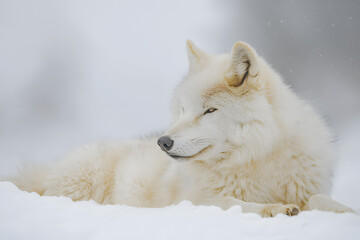Obraz premium Arctic Wolf Resting in Snowy Landscape