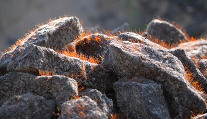 Sunlit Moss Growing Between Rocks