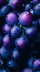 Fresh purple grapes with water drops in macro photography. Dark moody background highlights natural shine and texture of ripe fruit berries.