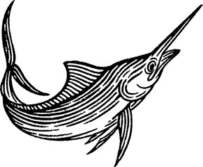 Marlin Fish Hand Drawn Illustration Isolated