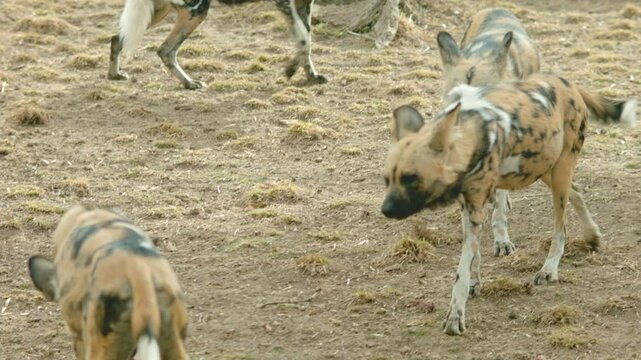 African Wild Dog Pack Eating a Carcass