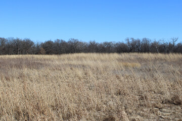 Fototapeta premium Brown grass in a meadow at the Linne Woods restored prairie in early spring in Morton Grove, Illinois