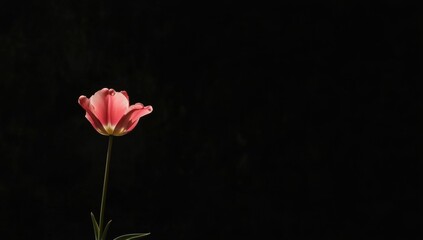 Single pink tulip, isolated black background, garden flower, dark backdrop