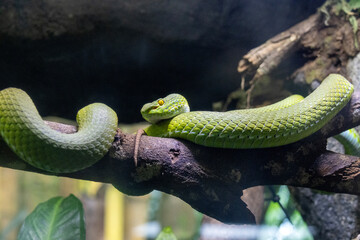 Obraz premium Geen pit viper in Singapore Zoo