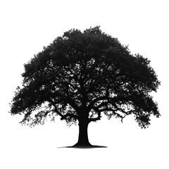 Fototapeta premium Large tree silhouette stands out against a Transparent background in a minimalist natural representation, Picture big tree silhouette isolated on PNG background