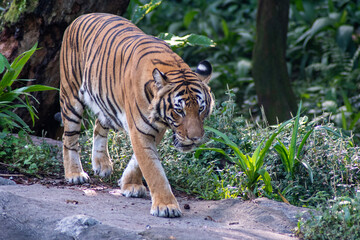 Malayan tiger in the Singapore Zoo.
