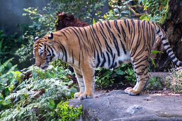 Malaya tiger in the Singapore Zoo.