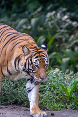 Malaya tiger in the Singapore Zoo.