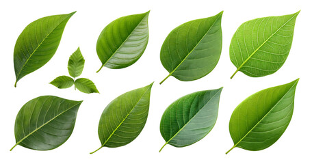 Fototapeta premium Variety of Green Leaves on Transparent Background for Nature Design, PNG bundle collection, Isolated on Transparent Background