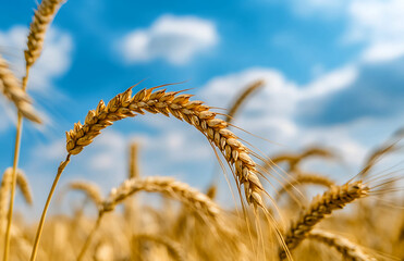 Close up of golden wheat stalks against a bright blue sky with scattered white clouds in the background