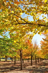 長岡造形大学　カツラ並木（新潟県）