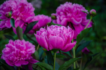 Obraz premium Pink peonies, after rain, blooming in the garden.