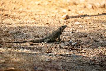 A wild iguana basks in the sunlight on a dry, rocky terrain. 
