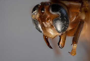 Close up macro portrait of an orange wasp