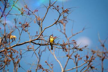 A small yellow bird perches on a thin branch against a clear blue sky.