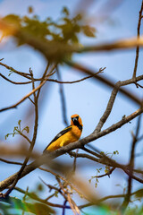 A striking yellow bird with black markings on its body rests on a delicate branch.