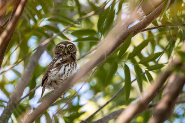 A brown and white spotted owl sits gracefully on tree branches, its golden eyes glowing with intensity. 