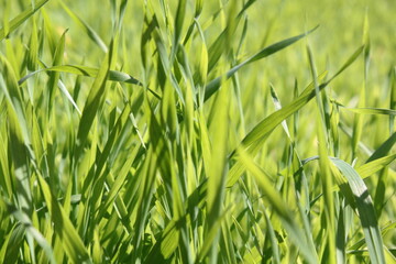 Close up green grass background