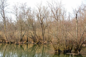 Obraz premium Trees by a pond on a winter day, in France