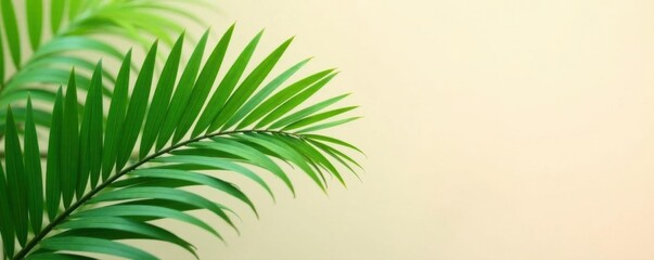 Individual palm leaf with intricate ridges and veins against a soft light background, nature's patterns , palm leaf texture